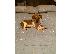 PoulaTo: Jackrussel Pup
